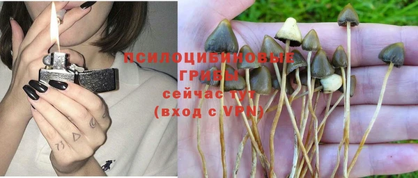 шишки Горно-Алтайск
